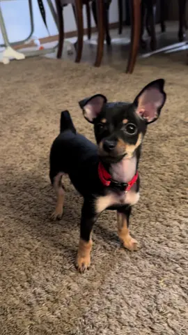 Muy muy Guapo 😘 #muymuyguapo #talladoporlosdioses #tengomiedo #chihuahua #chihuahuastiktok #chihuahuas #perros #puppiesoftiktok #chihuahualove #chihuahuafanclub #guapo #perrostiktokers #bienagusto #ypfッ #viralvideo 