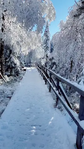 📍Kaltenbronn  #blackforest #natureaesthetic #fyp #snow #schwarzwald #badenwürttemberg #winterwonderland 