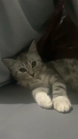 “ANJ KAGET” #catsoftiktok #fyp #kagetsumpah #meme #memecat #cat #fypシ #fyppppppppppppppppppppppp 