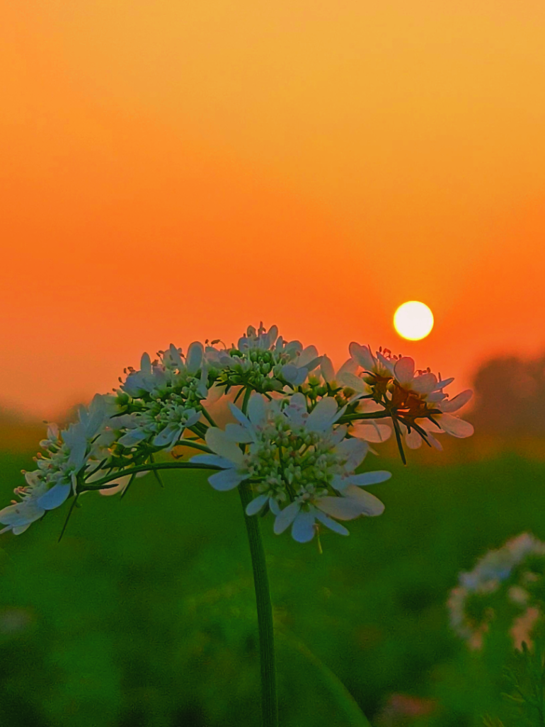 মাশাল্লাহ আজকের ওয়েদার টা সেই মাশাল্লাহ,,,,,,। ❤️☀️#nature #nature4cx 