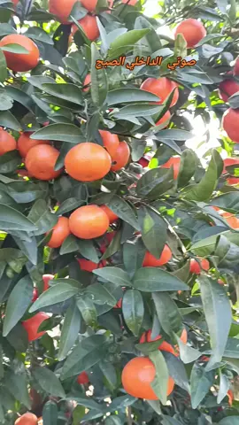 #سوريا_تركيا_العراق_السعودية_الكويت #العرب #اعادة_النشر🔃 #تصويري #اكسبلور #شعب_الصيني_ماله_حل😂😂 #ترند_تيك_توك #العراق #ترسوس #شغل #شغلي#ليك #ليك_متابعه_فولو #مندلينا #برتقال 