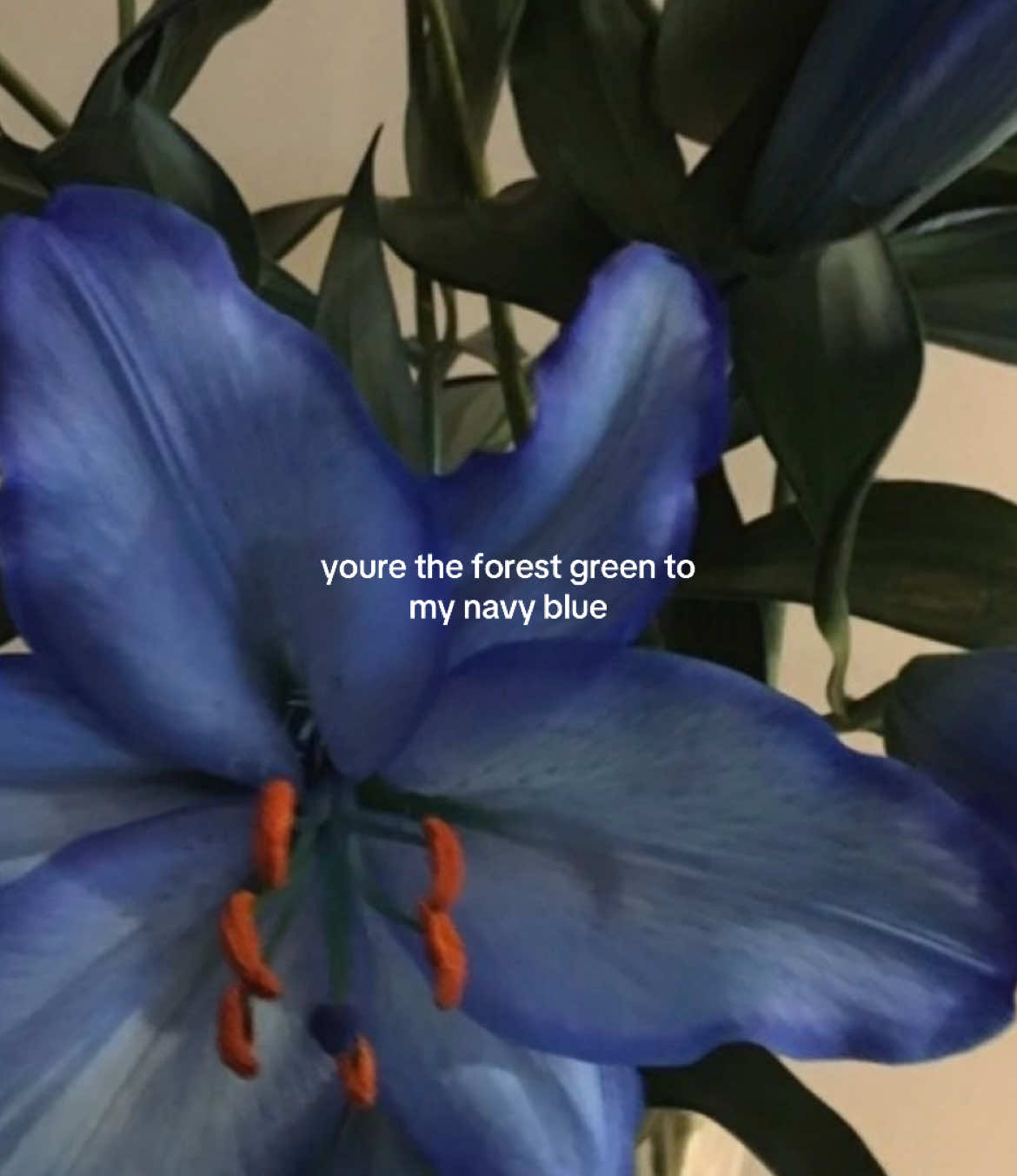 #fyp #navyblue #forestgreen #targetaudience #aesthetic #viral 