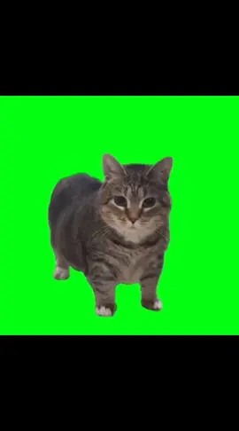 mentahan kucing Akmal 🗿 #anime#gfxdesign#trending  #viral#fypシ#gfx 