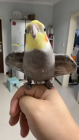 Vadasi's nostrils were blocked by his own hair . . . #cockatiel #bird #parrot #fyp 