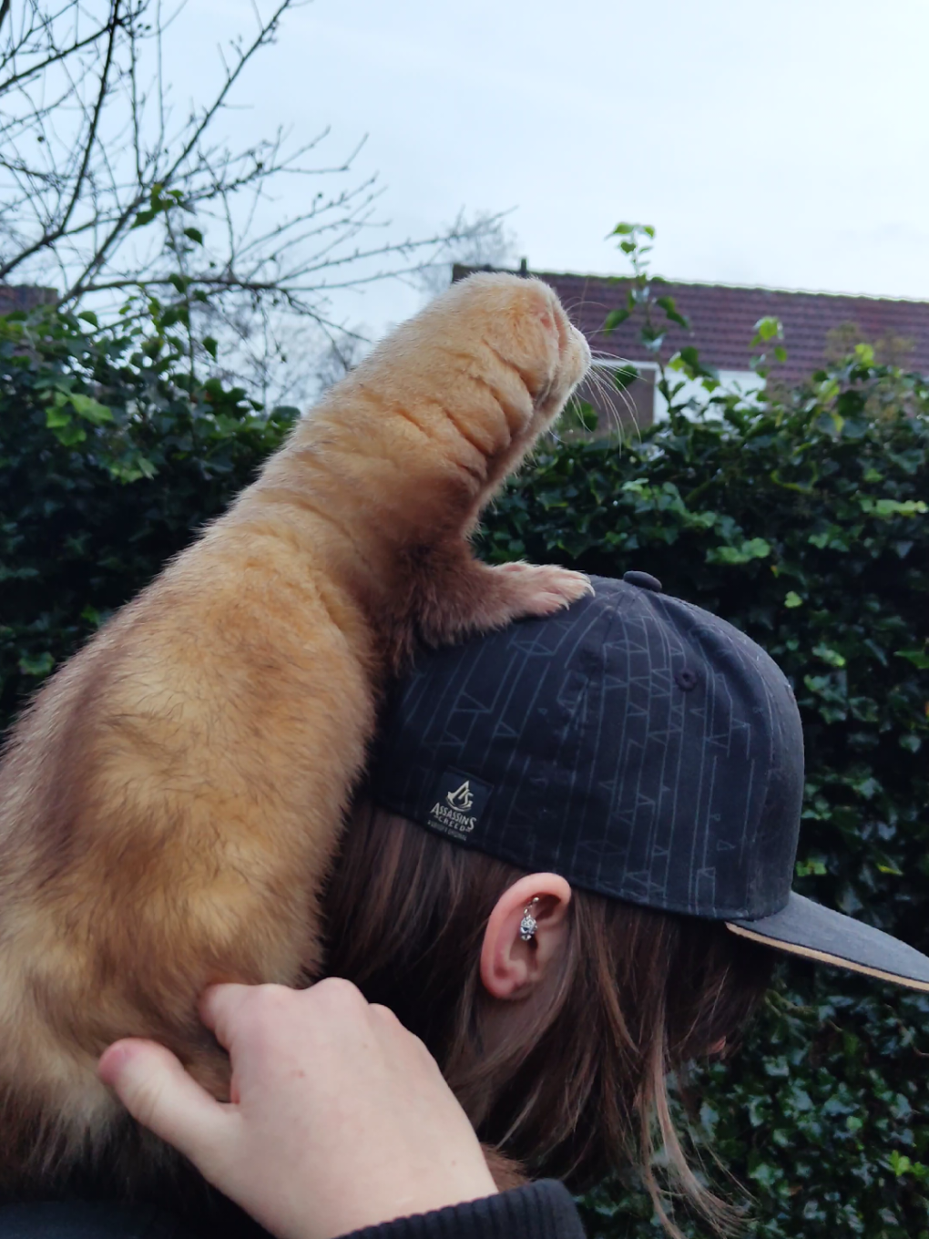 Jinxy the explorer. he loves being ontop of the world to see it all. #ferret #ferrets #cute #animal #chonky #beefcakenoodles #beefcakenoodle #Love #big #ferretslove #ferrettok #ferretsoftiktok #ferretmom #ferretvideos #animalsoftiktok #animallover #animalworld #sleepy #sleep #weird #weirdpets #playful #funny #adorable #PetsOfTikTok #exoticpets #petlife #petlovers #petlove #funnyanimals #fluffy #sillyferret #ferretlife #wildlife #petsofinstagram #smallpets #crazyferrets #furryanimals #ferretaddict #ferretsrule #mischievous #sneakyferret #ferretsarethebest #petcare #ferretcommunity #happyferrets #dailyferret #ferretgram #animalphotography #cuteoverload #petsrule #instapets #sleepypet #babyanimals #cutepets #cutepetclub #petsofig #petsarelife #fluffylife #ferretmischief #petbehavior #petsofyoutube #crazyanimals #furryfriends #animalsareawesome #adorablepets #petphotography #petantics #wholesomepets #happyanimals #petmemes #petcontent #ferretobsession #petadventures #slinks #slinky #slinkers #luci #jinx #jinxy #jingo 