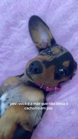 único jeito que consegui gravar ela ! 🥲 a bichinha não para um minuto 😂 #meme #salsichamofado #cachorro #fyp #foruyou 