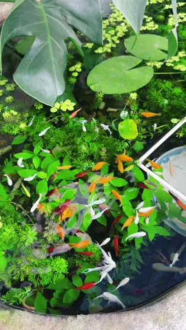 Mồi bén kìa tụi bây ơi 🤩 #fyp #viral #xuhuong #tiktok #xuhuongtiktok #aquarium #bểthuỷsinh #bểthủysinhđẹp #bểthủysinhđẹpdễchơi #nuoica7maungoaitroi #bểcáthuỷsinhđơngiản #nuoicangoaitroi #gocnhodamme #gocnhodamme #chill #thuysinhdep 🍀🐠💕