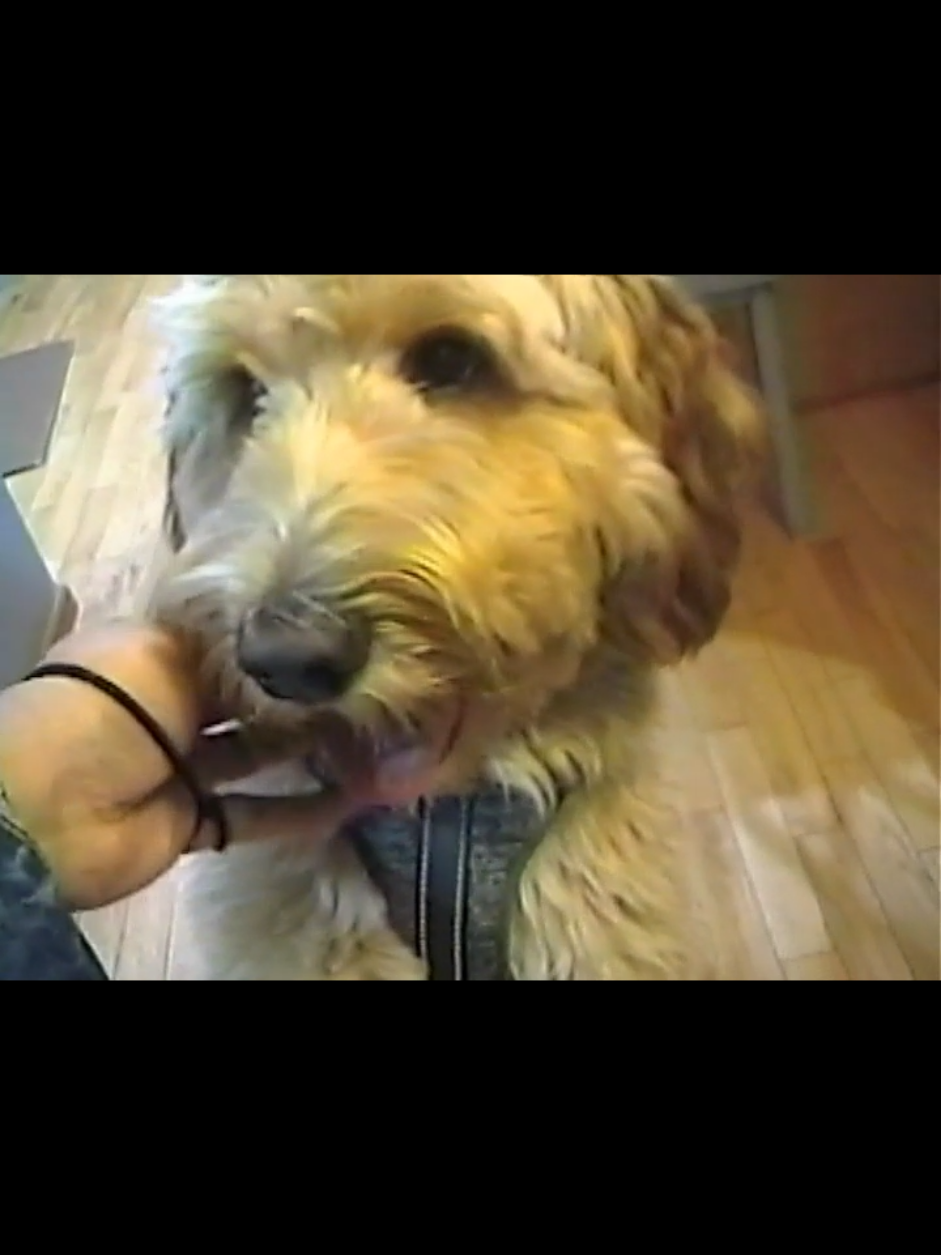 New Years Eve 2024 #vhs #camcorder #nye #concert #utica #jvc #filmtok  #compactvhs #35mm #physcialmedia #filmmajor #goldendoodle 