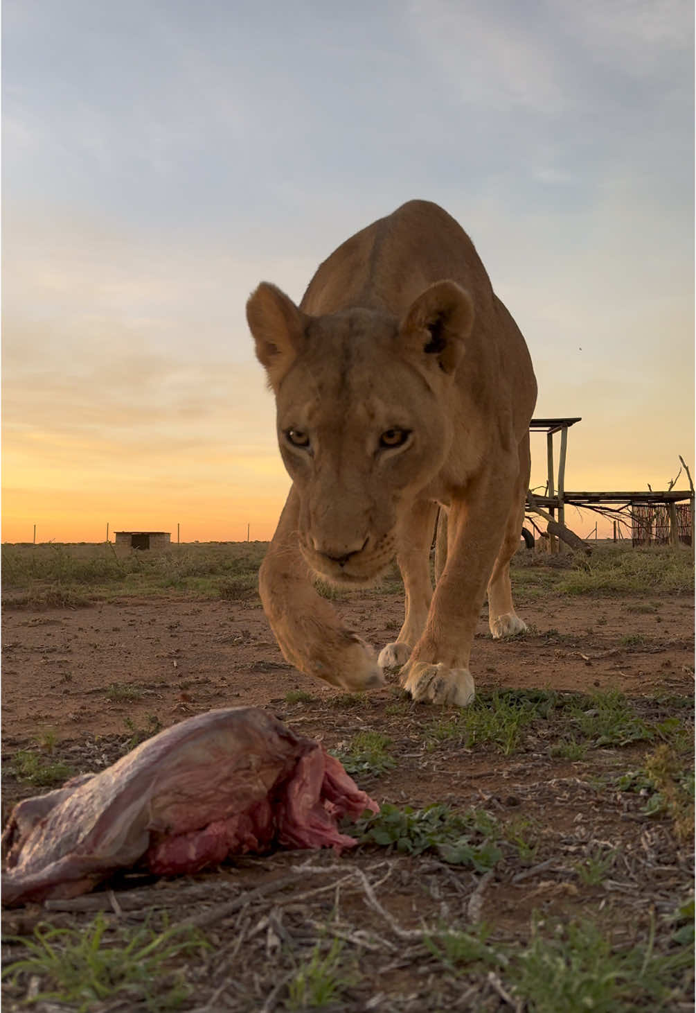 This week, our beautiful lioness Kiara and her adorable cubs treated themselves to a special midweek snack. Watching Kiara’s nurturing nature and the playful curiosity of her little ones is truly heartwarming. These moments remind us why we do what we do—to give animals like Kiara and her cubs a safe and loving environment to thrive. Stay tuned for more updates on this growing family!  Explore the heart of Felidae! From volunteering opportunities to educational tours and thrilling adventures amidst free-roaming lions, there's something for everyone. Visit our site for more info:  https://linktr.ee/felidae. #Felidae #Wildlife #VolunteerLife #Adventure #SouthAfrica #Travel🦁 #lioness 