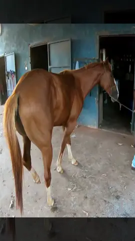 #farrier #farriersoftiktok #tiktok #farriersontiktok #house #foryou #asmrvideo #animation #anime #tiktokindia #asmrsounds 