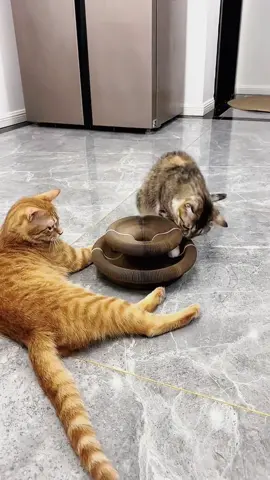 Sooo busy!!!#pets #cats #catsoftiktok #funny #cute #foryou 