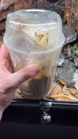Cup Of Mud Off The Internet? ##fyp #foryoupage #foryou #terrarium #bioactive #bioactiveterrarium #poisondartfrogenclosure #wetmossmix #moss #mossterrarium #bioactives #bioactivebuild #aquascape #vivarium 