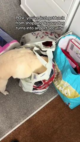 #dog #pug #pugs #dogs #puppy #dogtrend #dog #pugs #dogtrending #doglover #doglife #dogoftheday #doggo #doglove #dogmom #dogmomlife #cutestpuppy #cutestdog #puppies #pup #cutepuppy #cutepug #funnyvideos