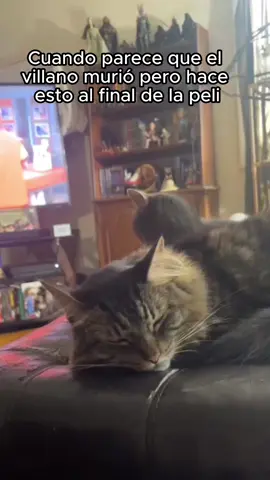 Solo el #michi podría librarla como en una #pelicula de #michaelbay #michaelbayendings #gatos #mascotas 🐱