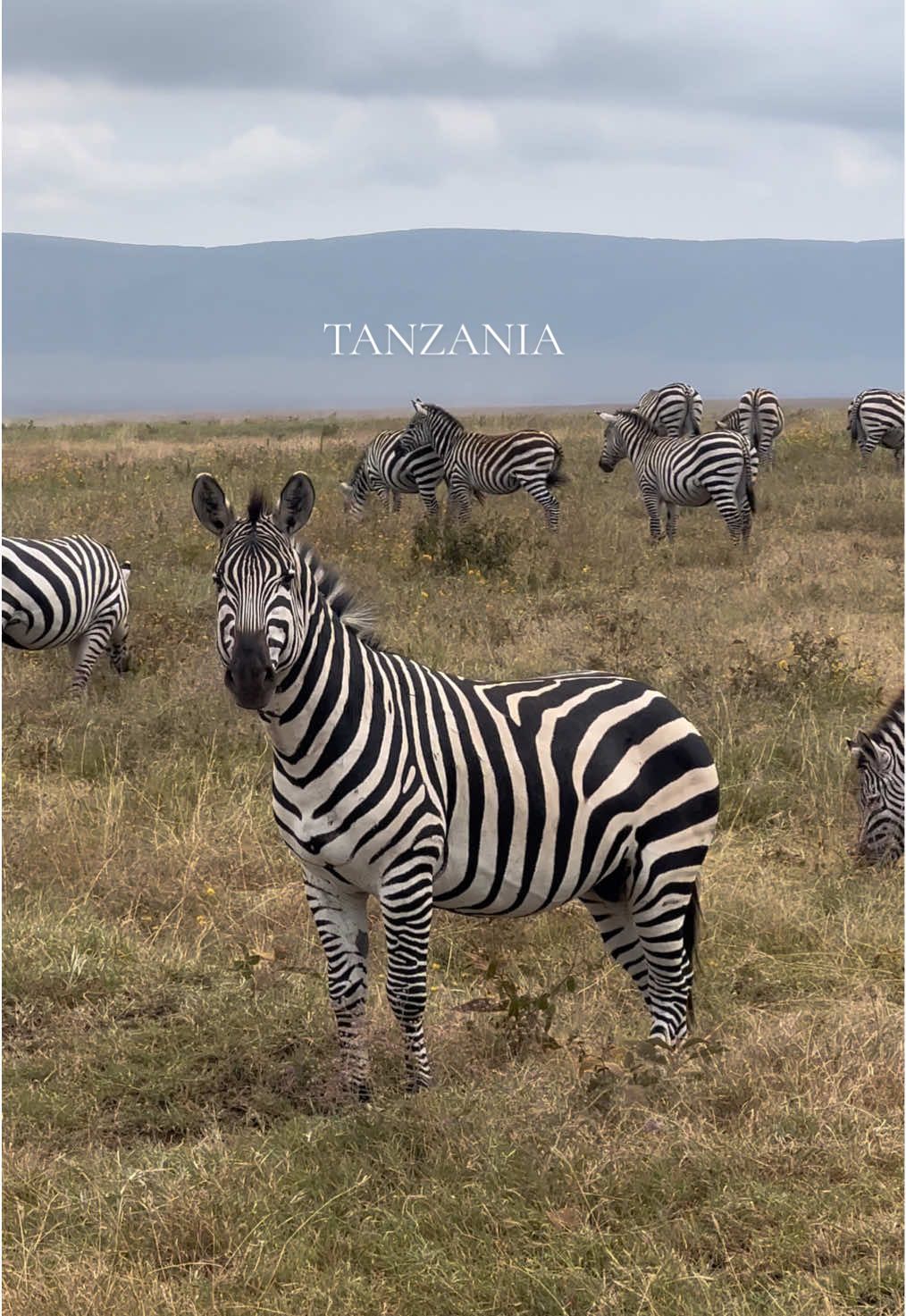 Day 2 of African Safari in Tanzania 🇹🇿  📍Ngorongoro Conservation Area #tanzania #tanzaniatiktok #tanzania🇹🇿 #africa #africantiktok #africansafari #wildanimals #traveltiktok #travel #holiday #vacation #bucketlist #animallover #f #fyp #foryoupage❤️❤️  