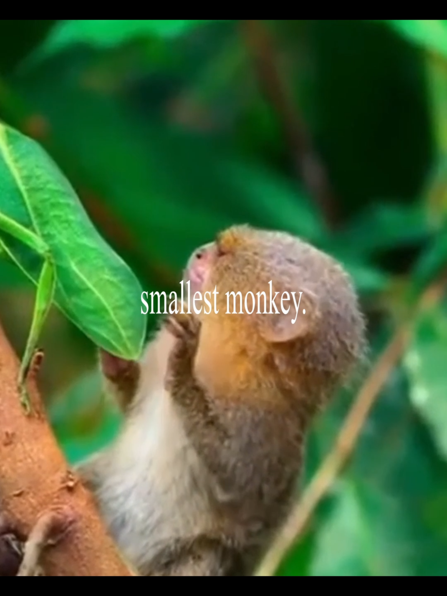pygmy marmoset. #nartballs