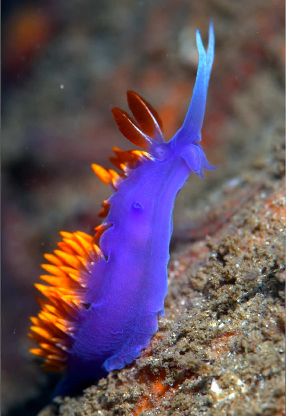 Spanish Shawl Nudibranch enjoying the McAbee pinnacle in Monterey, California🧡💜 (Flabellinopsis iodinea) December 1st, 2024 12:19 PM #marinebiology #nudibranch #scuba #scubadiving #marinelife #macro 