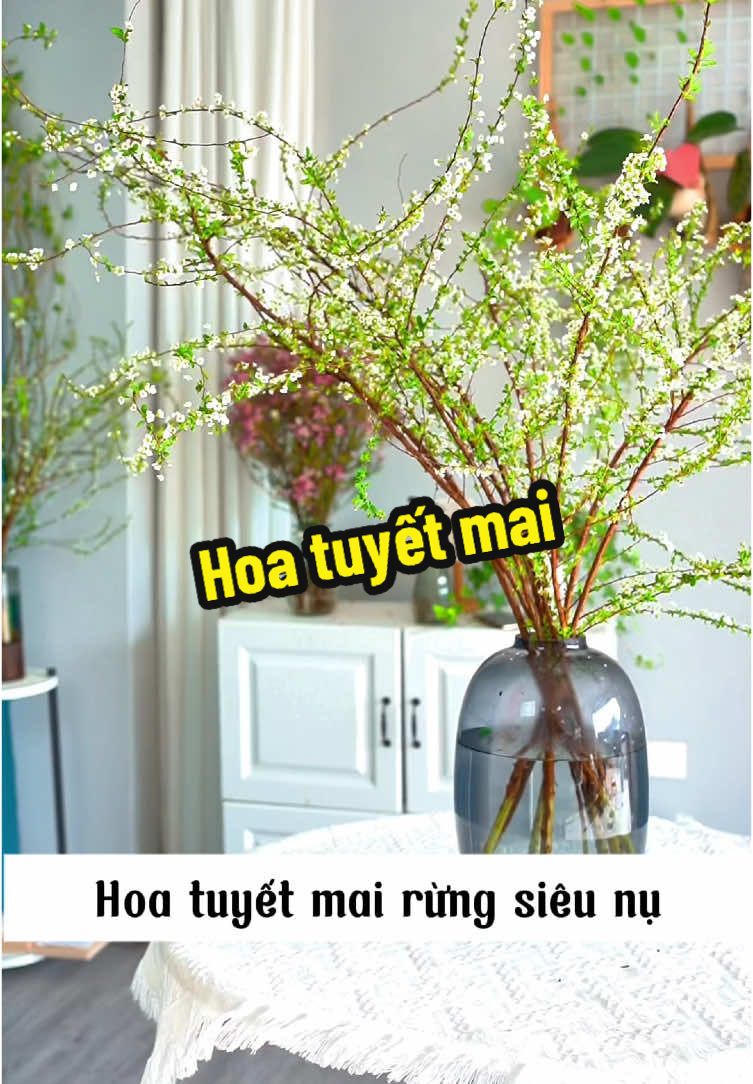 Hoa tuyết mai siêu nụ #review #hoatuyetmai #hoachungtet #ngocreview 