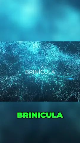 Bríniculas: O dedo da morte que congela o mar. #curiosidades #aprendendo #mar #morte #dedo 