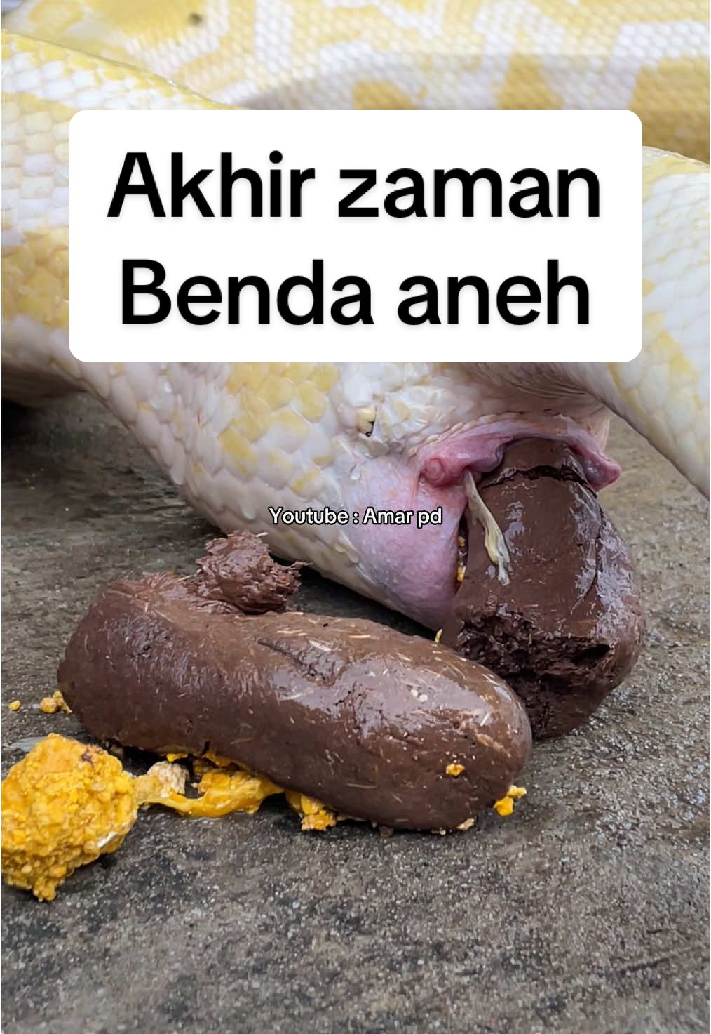 Akhir zaman Benda aneh keluar dari badan ular python#fypシ #amarpd #fyp #youtubeamarpd #ular #snake 