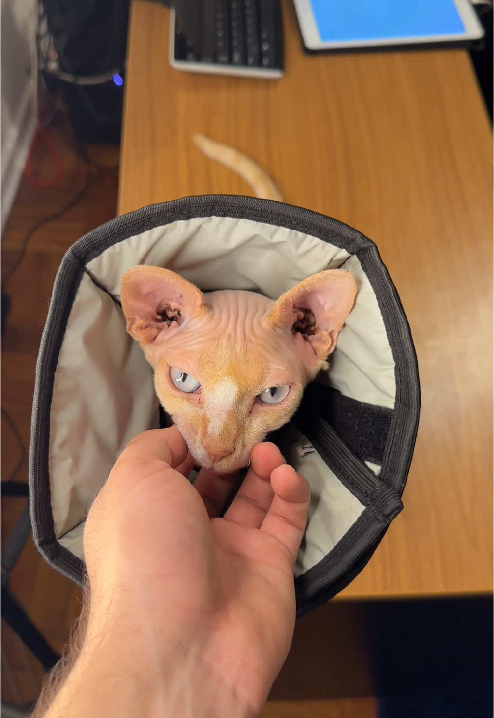 dando o primeiro banho do ano no meu gato pelado 🐱