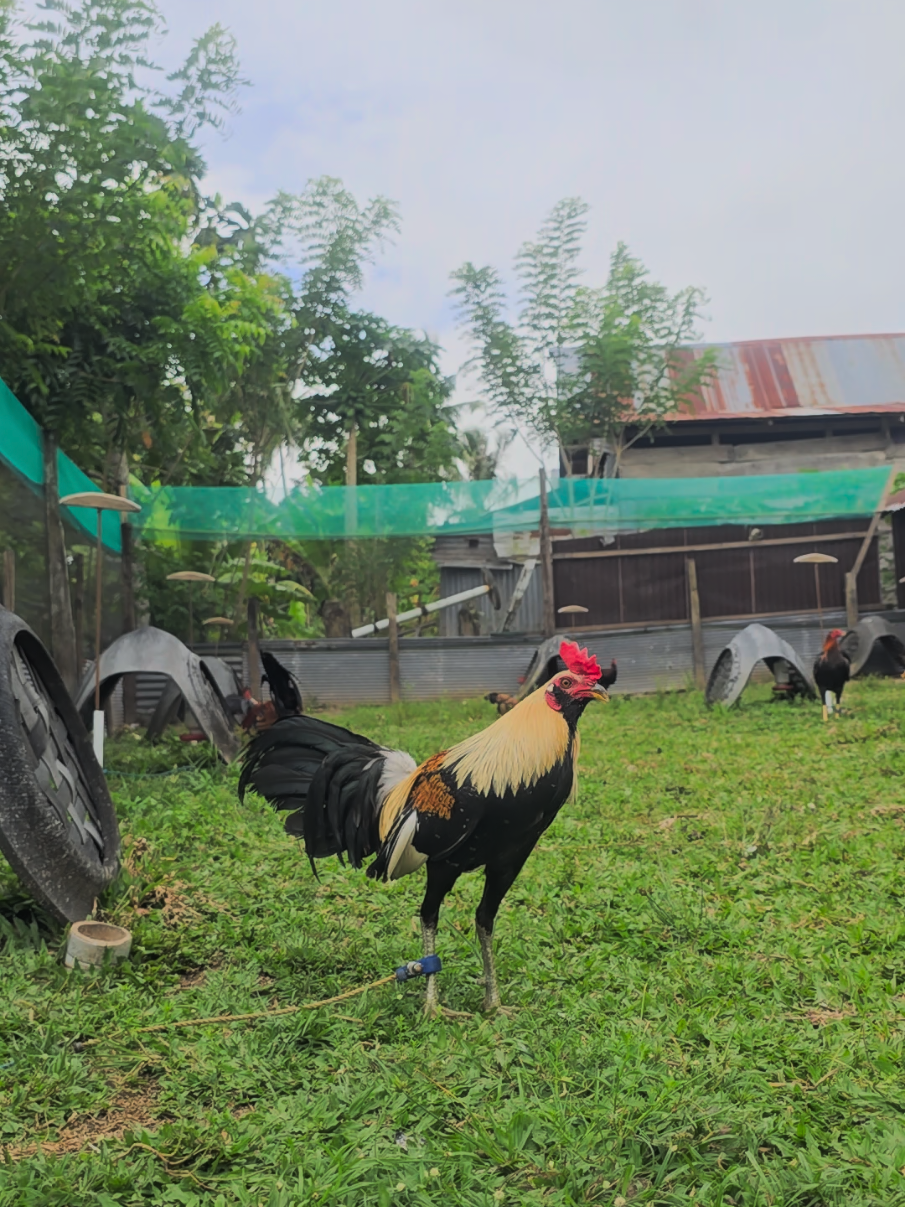 Grey Muff😍 #bugis #bugistiktok #fyp  #masukberanda #hobyayam #ayampilihpin🇵🇭 #ayamimport #ayamimportfilipin🇵🇭 