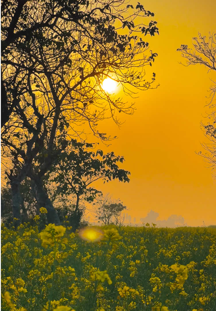 • সরিষা ক্ষেতে হারিয়ে যাও, খুঁজে পাবে নিজেকে -//࿐ #প্রকৃতি #sky #tree #fyp #fypシ #fypシ゚viralシ #unfrezzmyaccount #tiktok #shorts #song #weather #views #reels #nature #natural #scenery #foryou #trending #viral #viralvideo #sunset #akash #NaYaN #NaYaN56 @TikTok @tiktok creators @TikTok Bangladesh 