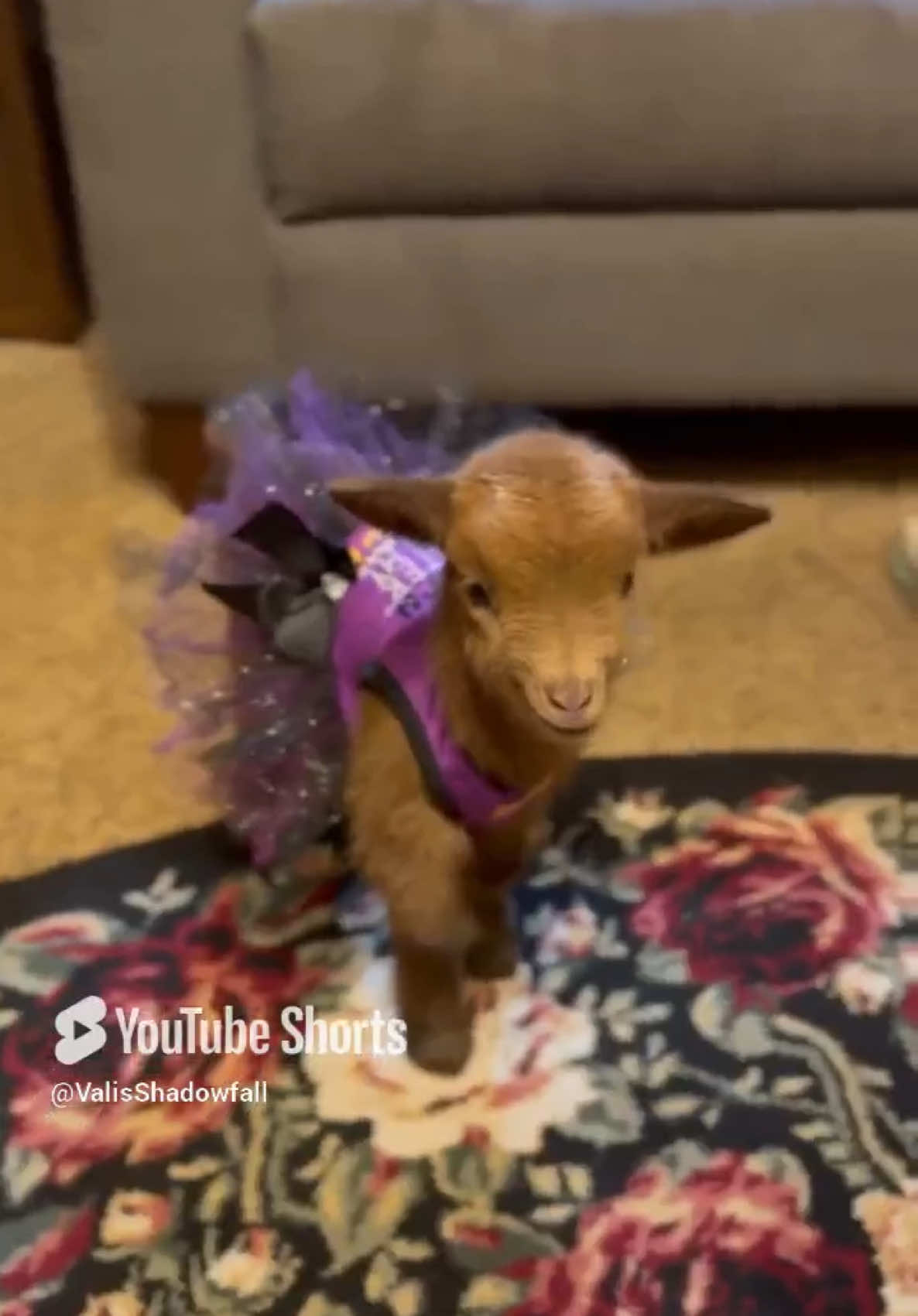 Meet baby Eva!!! Our New Years miracle baby 🥰🥹❤️ #fyp #foryoupage #foryou #animals #pets #PetsOfTikTok #update #babygoat #babygoats #babyanimals #goatsoftiktok #goats #cute #cutepets 