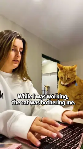 The cat is interrupting my work The cat is interrupting my work