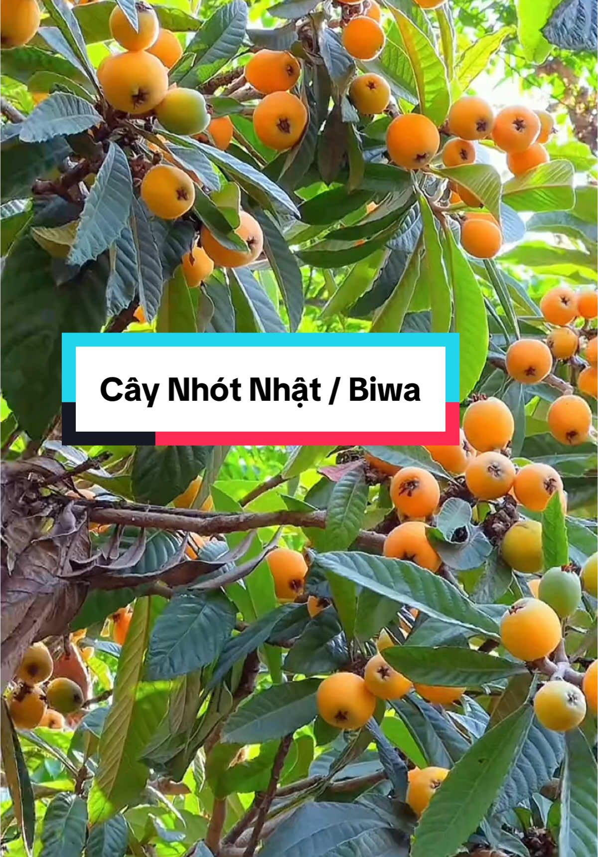 Cây Nhót Nhật (biwa) vừa cho quả ngon vừa tạo đẹp cảnh quan #caynhotnhat #biwa #cayanqua #trongcay #caynhatban #vuonnha #lamvuon #caygiongquyenvu 