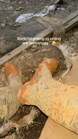 #manado #gorontalo #kotamobagu #anktambang 