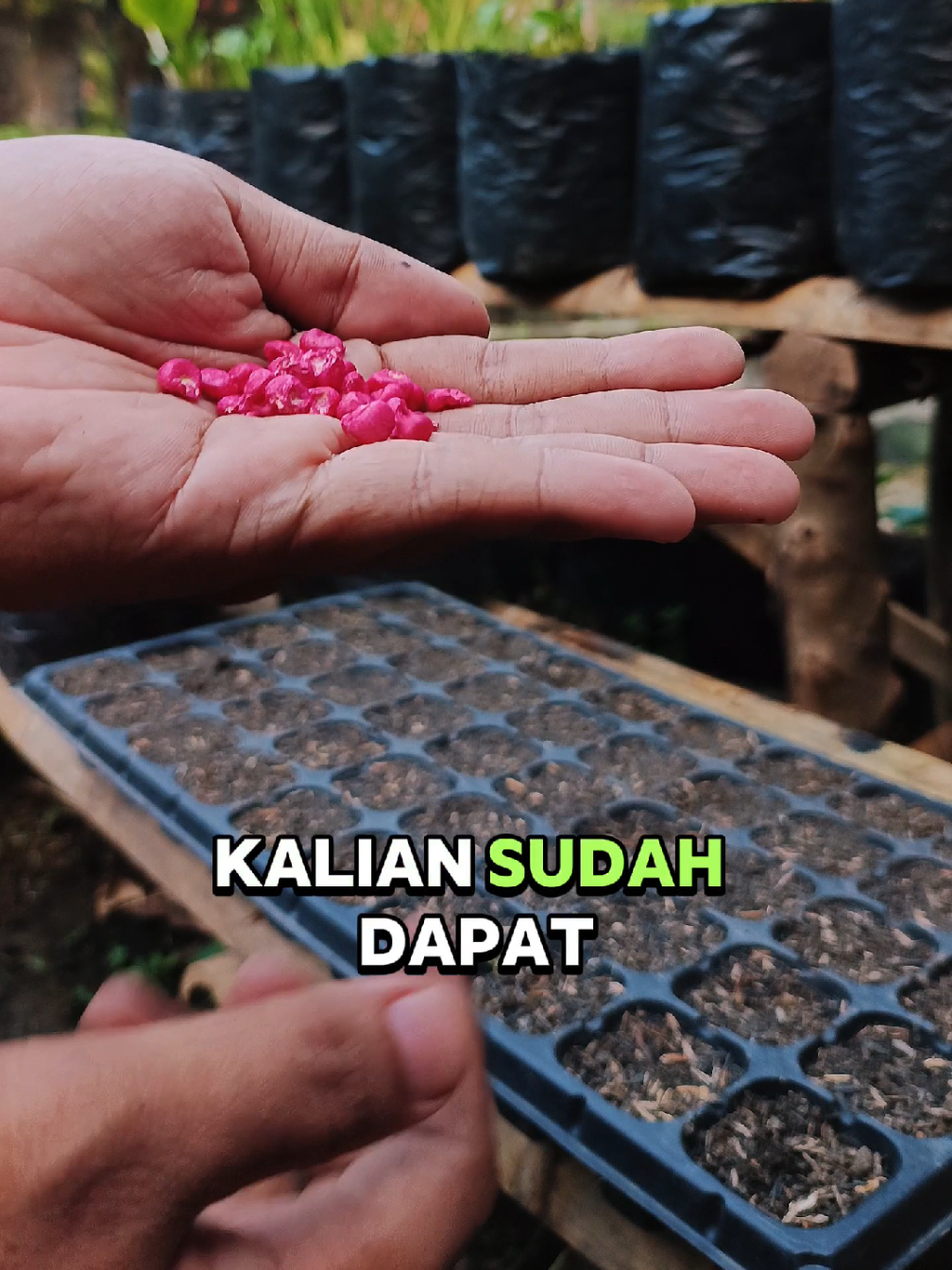 Cara semai jagung pulut ketan hitam dari benih ayotanam #ayotanam #taniboom #deli #tray #traysemai #benih #benihjagungpuluthitam #benihjagung #jagungketan #cuantanpabatas #carasemai #trik #wibgajian 