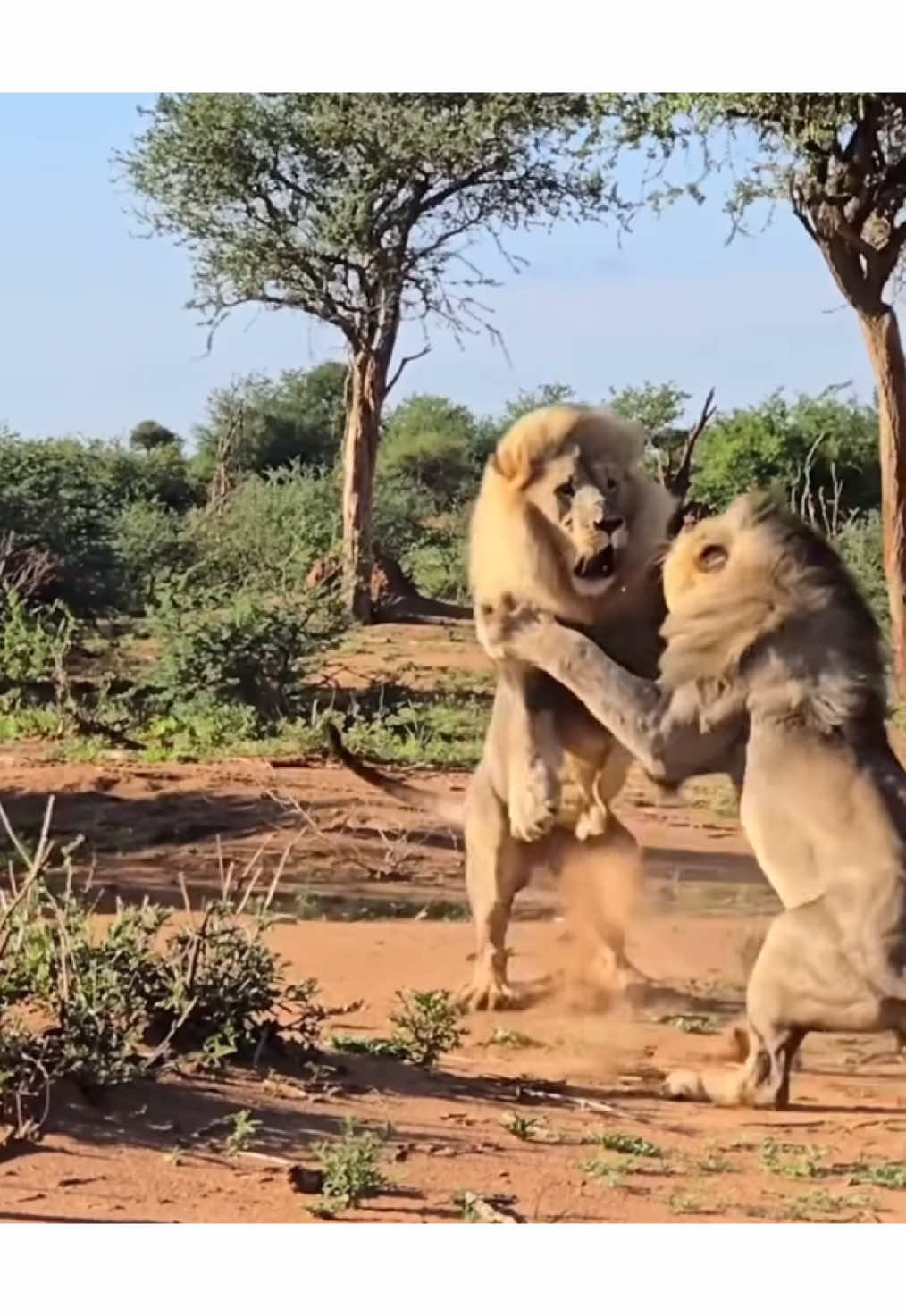 Watch two massive lions fight for dominance in front of Safari guests 😮😱 #elleafricasafaris #africanwildlife #nature #wildlife #elleafricasafari #lion 