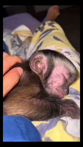 The little monkey fell asleep on her mother's body. She must be having a good dream.#capuchinmonkey #pet #cute #tiktok 