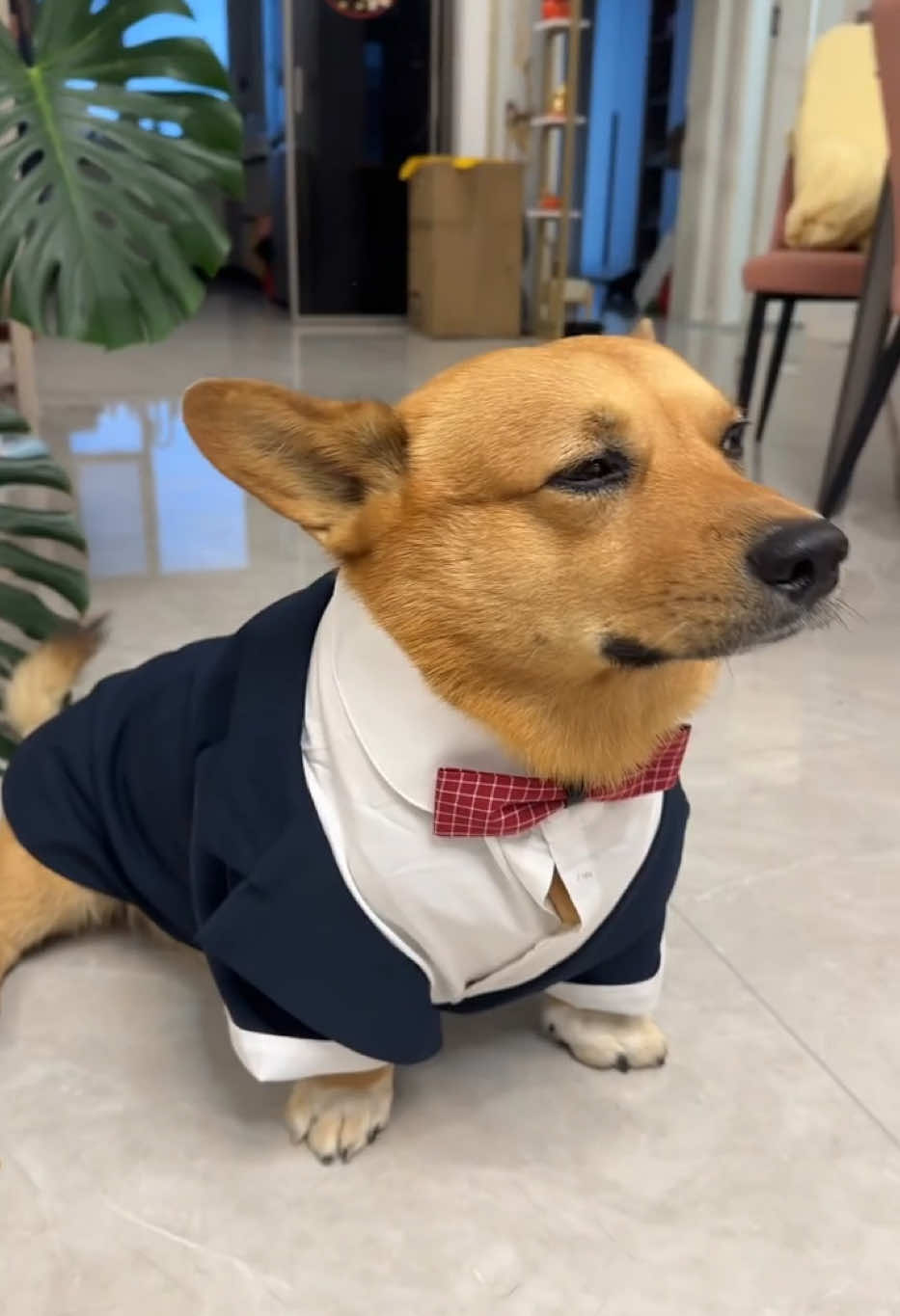 Bảnh gâu 😍 #chócute #dogsoftiktok #corgi 