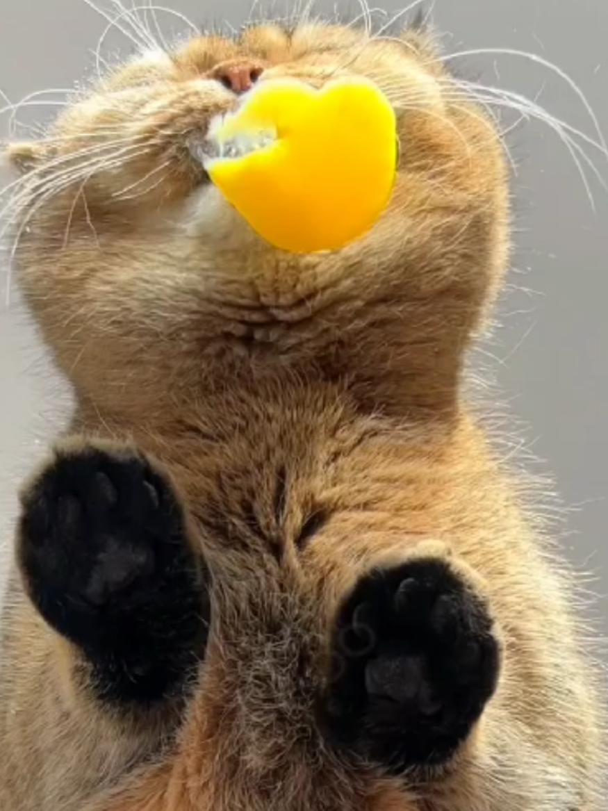 Happy meal, Cats muckbang  #PetsOfTikTok #CutePets #PetLovers #CatLovers #rawegg #AdorableAnimals #PetFeeding #PetVideos #muckbang #catsmuckbang #cateating #asmr #amsreating #catfeeding #satisfying #catsoftiktok #catvideo #catseating #cat #catfood #cutecat #diningkitty #cateatingasmr #kittyfood #cateatingsound #cutekitten #mukbang #eatingshow #eating #petmukbang #catlover #eatingasmr #asmrsounds #kitty #paws #catpaws #petsypaws 