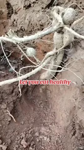 Chinese herbal medicine given by nature, people who understand it as a treasure, #Niu Dali #China #Chinese herbal medicine #tree root #delicacy #life #health #soup Soup