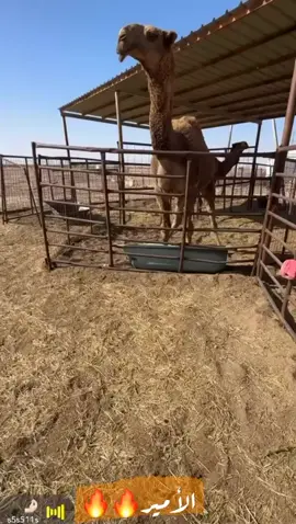 🔥الامير 🔥