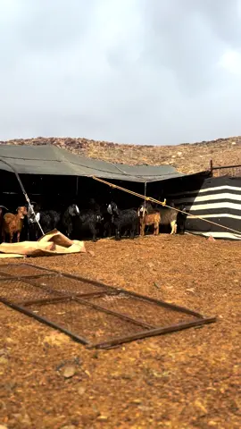 #امطار_تبوك