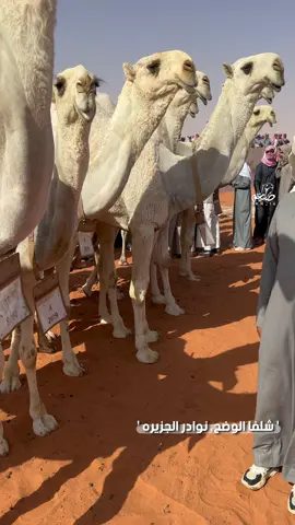 سننابي kn_14 .. #ابن_جخدب #قحطان #الشلفا #الوضح #نوادر_الجزيره #الفردي #فرديات #المزاين #النخبه #الصياهد #اكسبلور #الابل #الشعب_الصيني_ماله_حل😂😂 #viral 