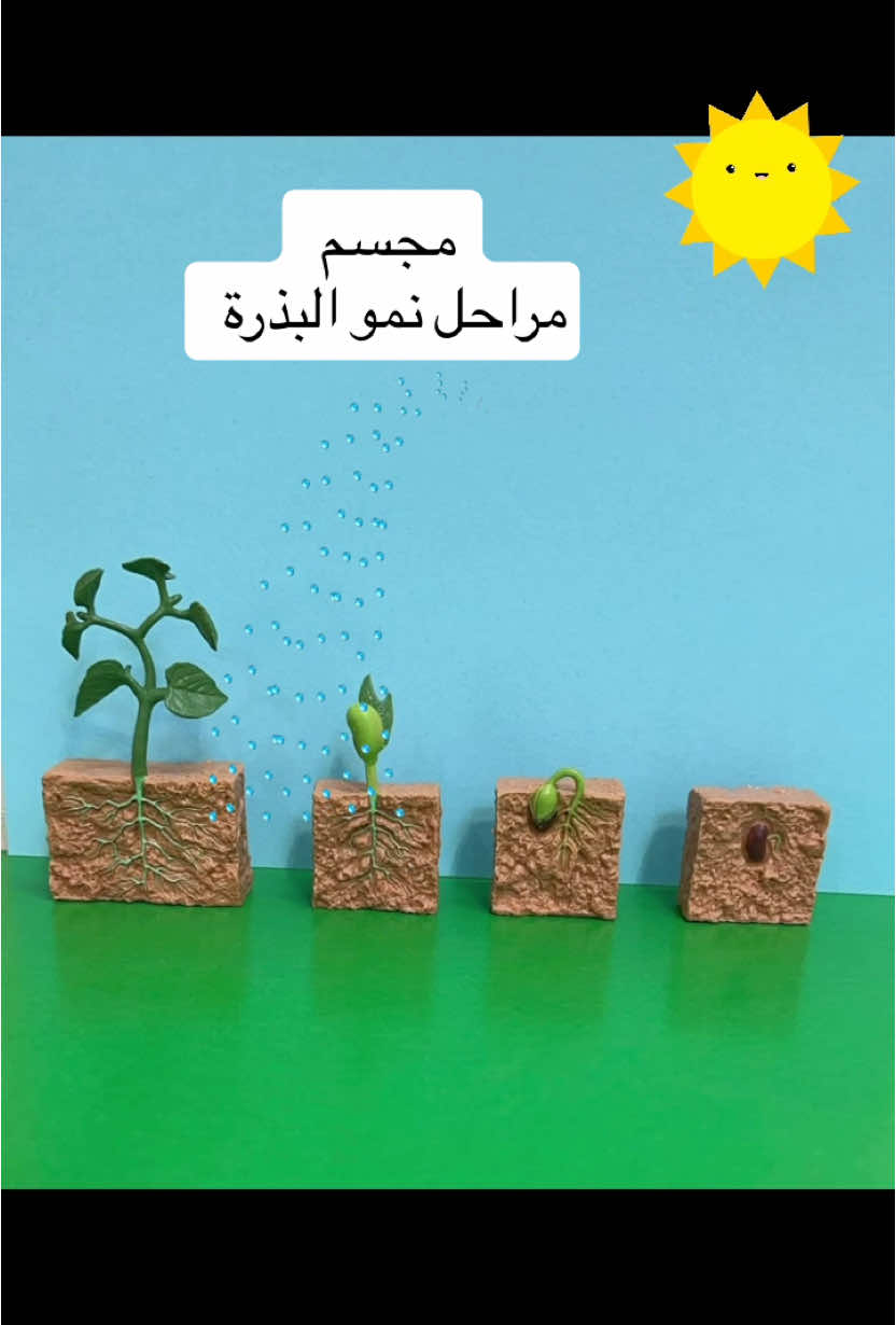 # #مراحل_نمو_البذرة #مراحل_نمو_النبات #علوم_ثاني_ابتدائي #اكسبلورexplore #