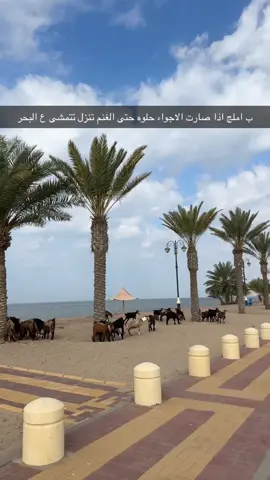 احلام القايله هاذي 🤣 #4u #2025 #umluj #غنم 