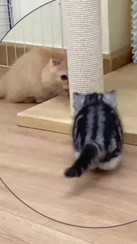 #cat #cute #cutecat #funnycat #catsoftiktok 