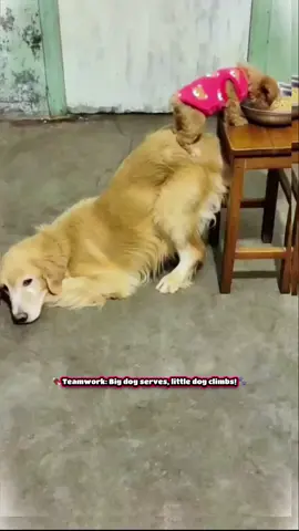 🍖 Little dog’s dining strategy: climb the big dog! 🐾 #funny videos#doglovers#petantics#foodheist
