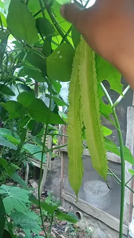 Panen kecipir/jaat. #berkebun #berkebundirumah #berkebundipekaranganrumah #panen #kecipir #jaat #petanimuda #petanimilenial #sayuran #menanamsayur 