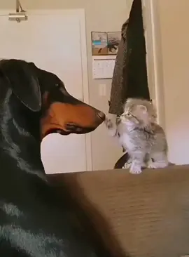 Gentle giant ❤️❤️#cat #catlover #usa🇺🇸 #catanddog #Love #pet #foryou #fyp #kittens 