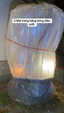 Ủ hoa mai vàng bằng điện sao cho hiệu quả! #maivangyentu #hoamai #tâyyentu #maivang #xuhuong 