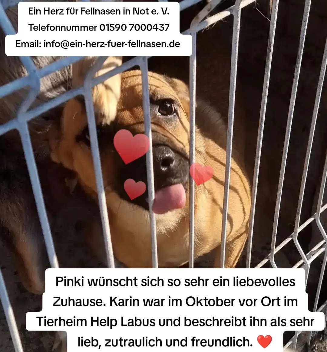 Vermittlung ❣❣❣ Bitte teilen, umso größer ist die Chance, das Pinki ein liebevolles Zuhause bekommt 🍀 Rasse: Mischling Geschlecht: männlich Kastriert: ja Alter: ca. 13.07.2021 Größe: 38 cm Aufenthaltsort: Tierheim Help Labus, Galati, Rumänien Hallo 🖐, mein Name ist Pinki,  bis vor kurzem habe ich mit ein paar anderen in einem Feld bei der Stadt Targu Bujor gelebt. Dann kam der Tag, an dem mich die nette Zweibeinerin Pinica fand. Sie mochte mich gleich und da ich ja so klein war, hatte sie sicherlich Angst um mich. 💓 Daher hat sie mich mitgenommen und zum Tierheim Help Labus in Galati gebracht. Ja und hier residiere ich nun. Hab mein Gehege und super neue Kumpels gefunden. Was jetzt noch fehlt, ist eine eigene Familie. Das wäre wirklich das Höchste für mich. Karin, die im Oktober vor Ort im Tierheim Help Labus war, beschreibt ihn als sehr lieb, zutraulich und freundlich. ❤️ Falls ihr Pinki 💕 ein Zuhause schenken möchtet, meldet euch bitte hier. Kontakt: Ein Herz für Fellnasen in Not e. V. Telefon: 01590 7000437 Website: www.ein-herz-fuer-fellnasen.de Email: info@ein-herz-fuer-fellnasen.de IBAN: DE57 7115 2570 0012 1797 35 Paypal: info@ein-herz-fuer-fellnasen.de https://ein-herz-fuer-fellnasen.de/jetzt-spenden/ Hier geht es direkt zur Selbstauskunft: https://ein-herz-fuer-fellnasen.de/selbstauskunft/ #tierschutz #hundadoptieren #adoptierenstattproduzieren #adoptierenstattkaufen #tierheimrumänien #adoptdontshop #adoptme #zuhausegesucht #helplabus #galati #hundeliebe #hundeliebegrenzenlos #shelter