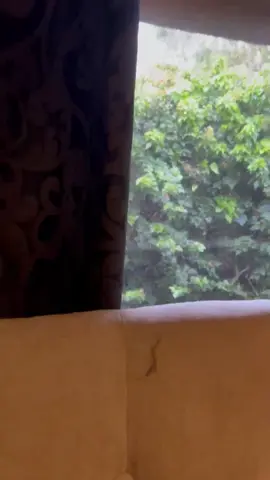 A) Please all enjoy my favourite video of 2024. Mr Miles… not enjoying a dog visitor. B) PLEASE… can someone voice this over to the level of hilarity it deserves!!!!!! #catsoftiktok #cats #funnycat #PetsOfTikTok 