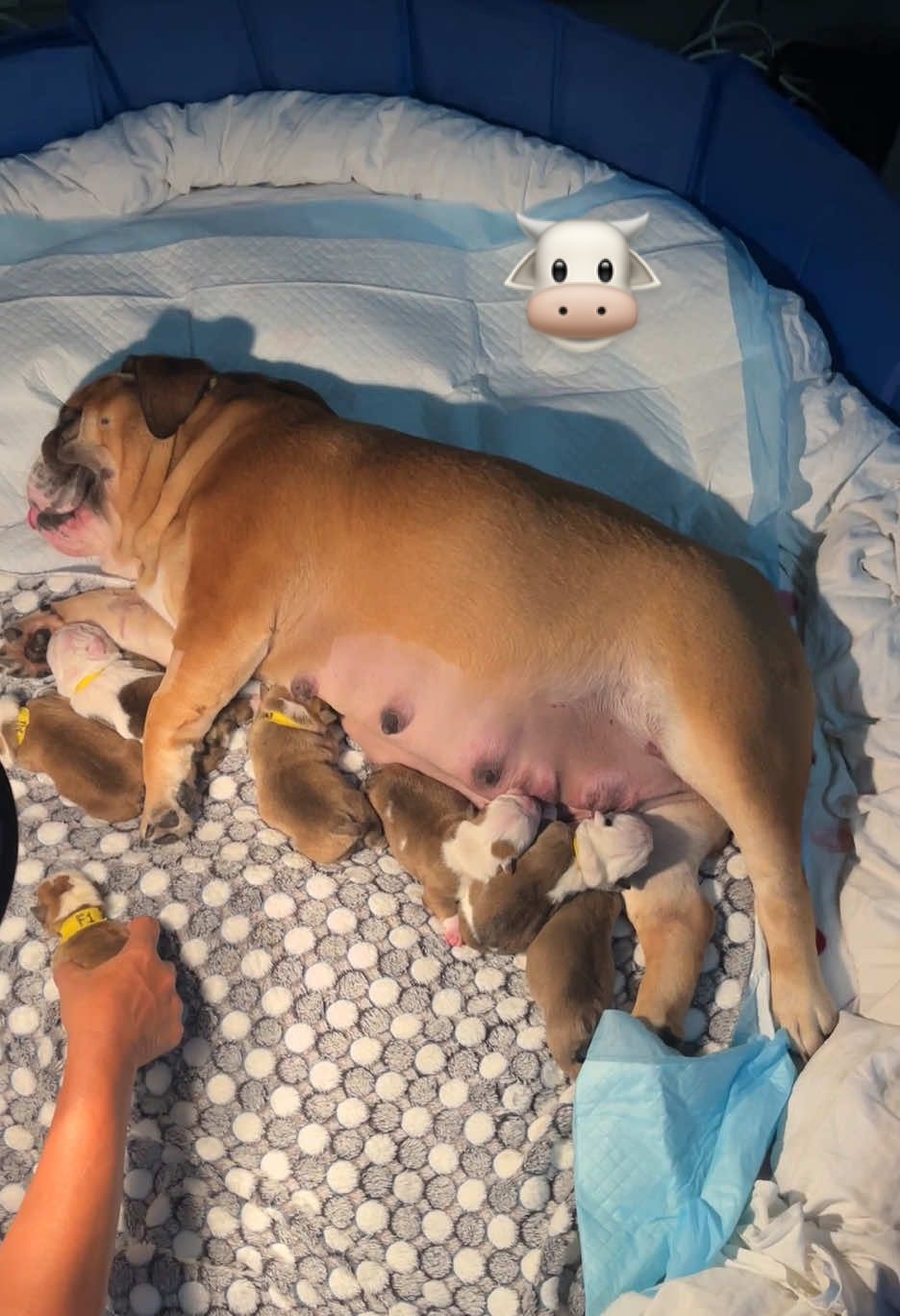 bella gave birth to 7 puppies 🥺  #englishbulldog #philippines 